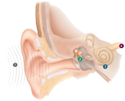 Как устроен слух