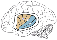 Мозг иллюстрация