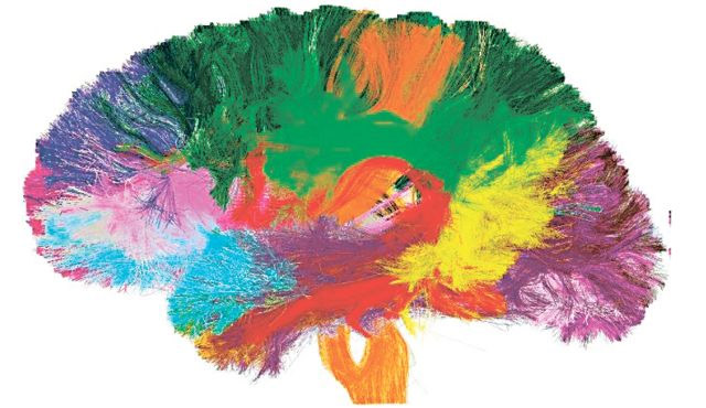 Карта Мозга