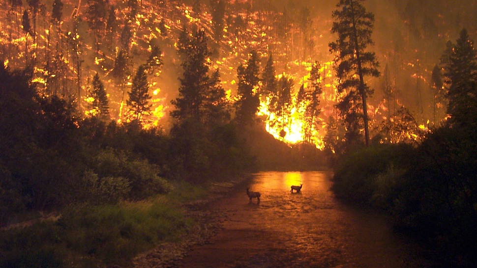 биттеррутские лесные пожары