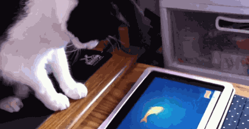 кошка iPad