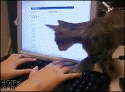 кошка на клавиатуре