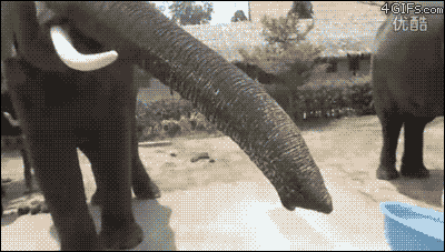 слон съел iPhone