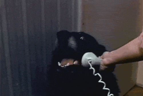 собака говорит по телефону