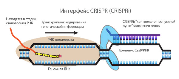 интерфейс CRISPR