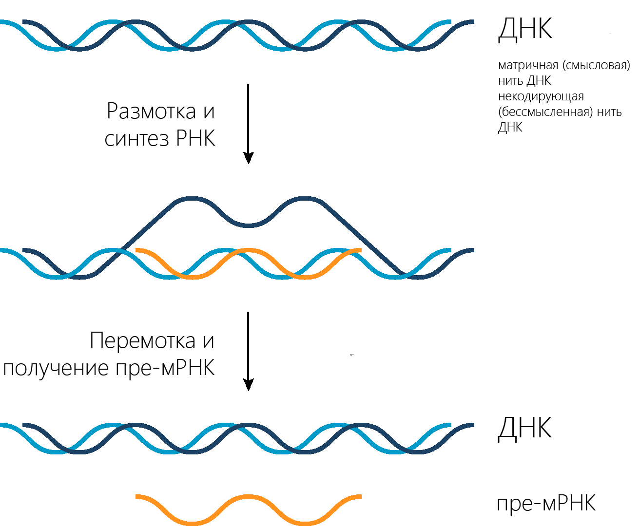 синтез комплементарной нити РНК на молекуле ДНК