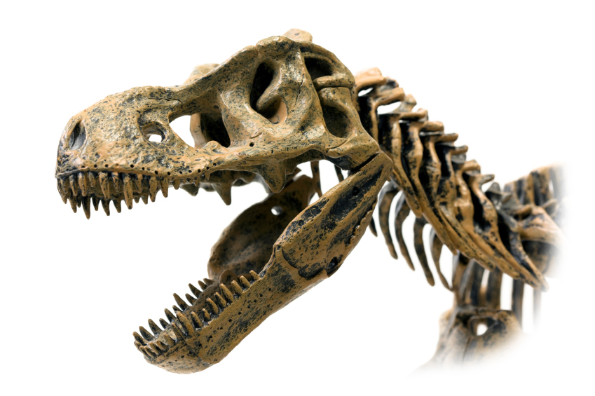 Тираннозавр скелет