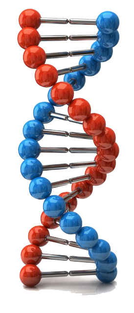 цепочка ДНК