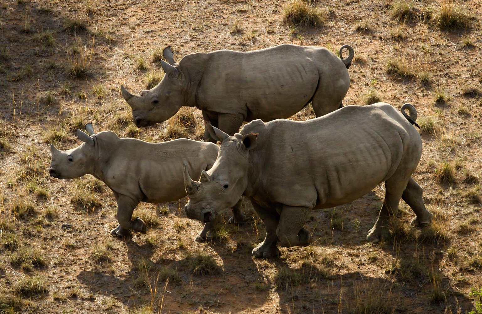 Дроны следящие за носорогами и браконьерами