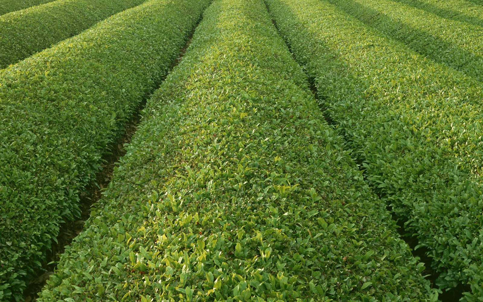 плантация чая культивирование растений