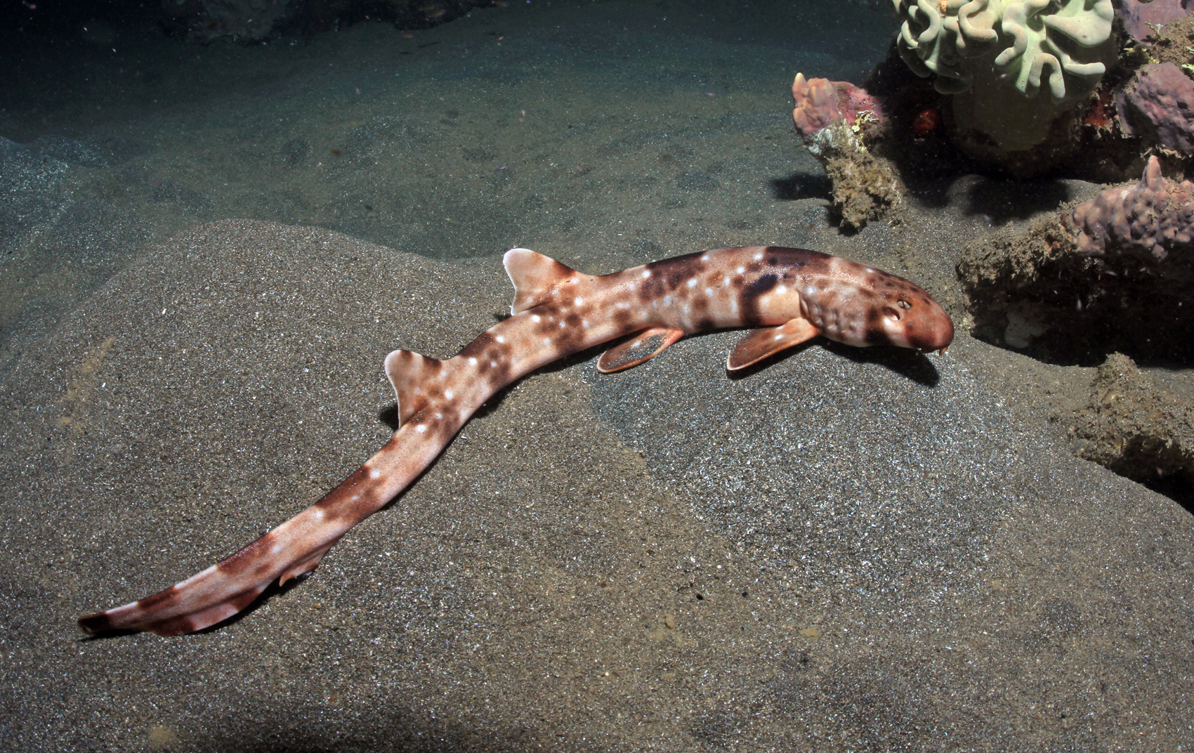 Ходячая акула, Hemiscyllium halmahera