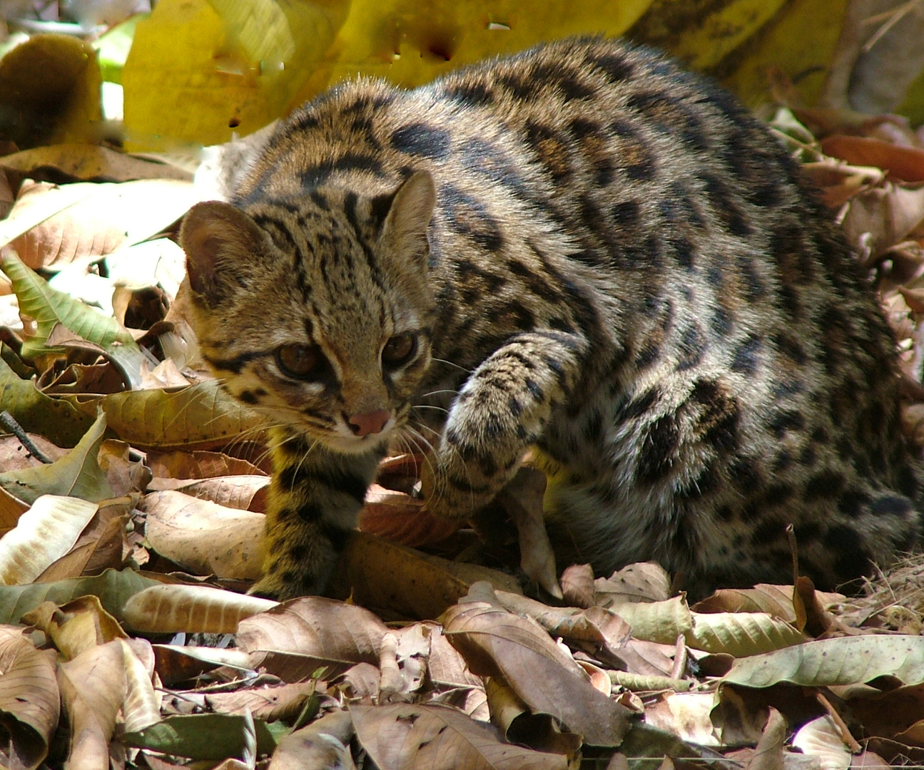 Тигровая кошка, Leopardus guttulus