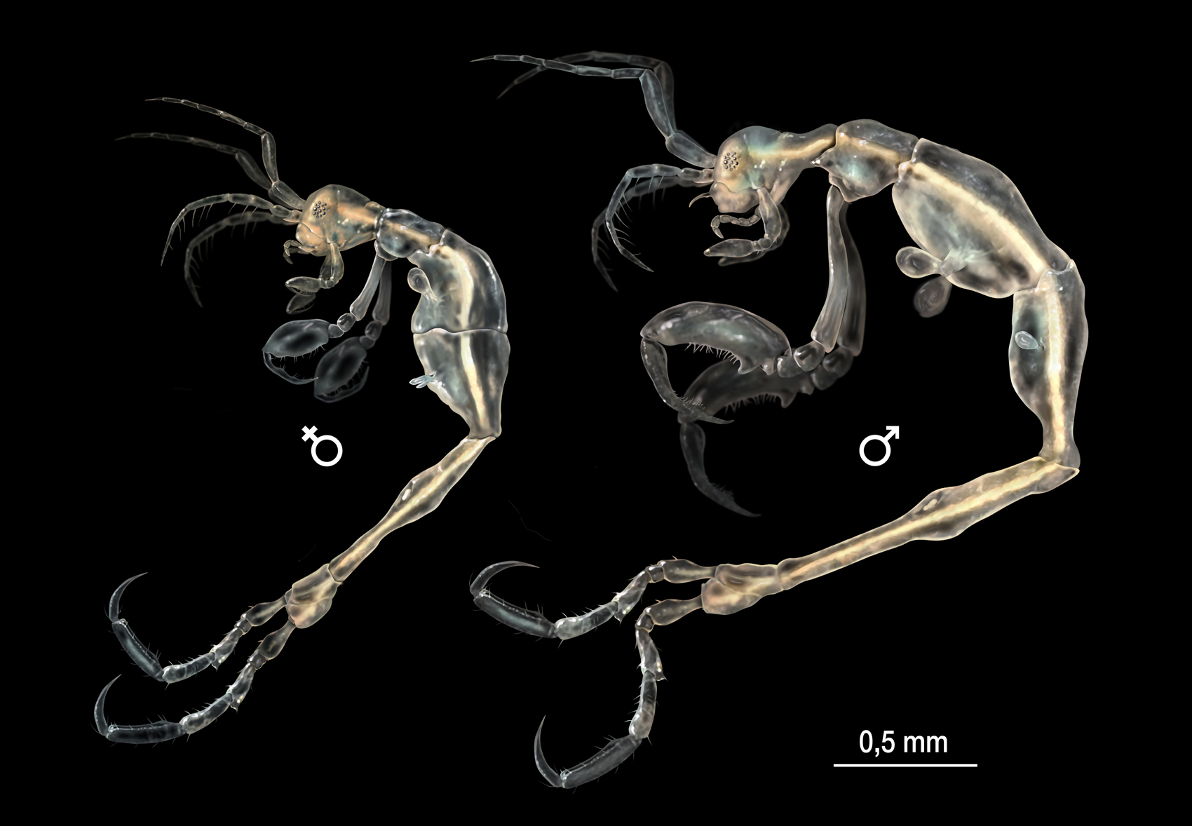 Креветка-скелет, Liropus minusculus