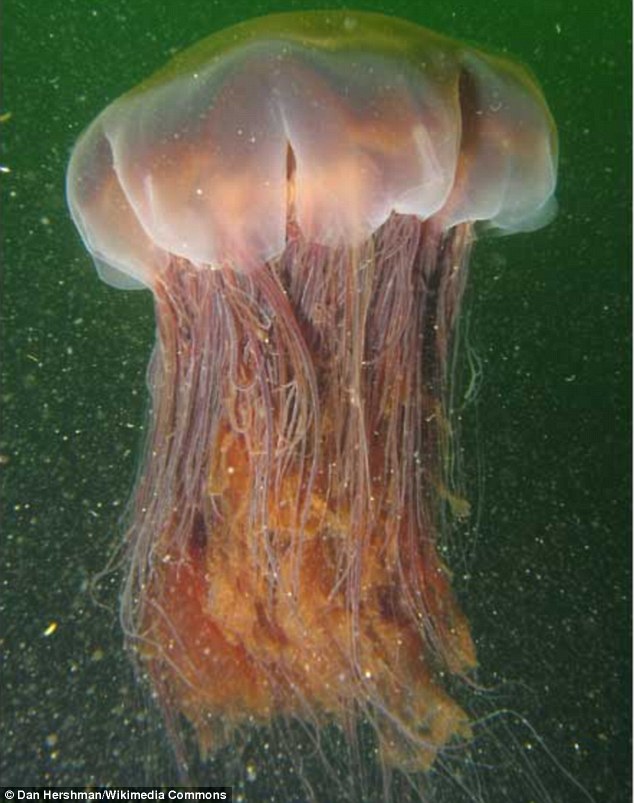 огромная медуза у берегов Тасмании