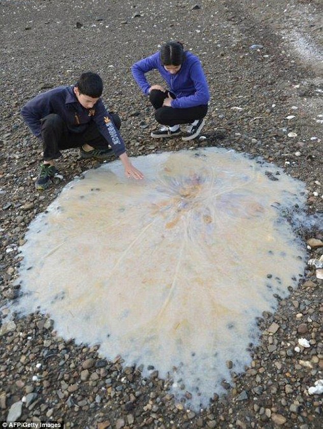 огромная медуза у берегов Тасмании