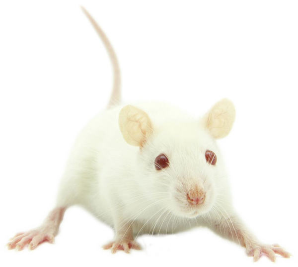 лабораторная крыса