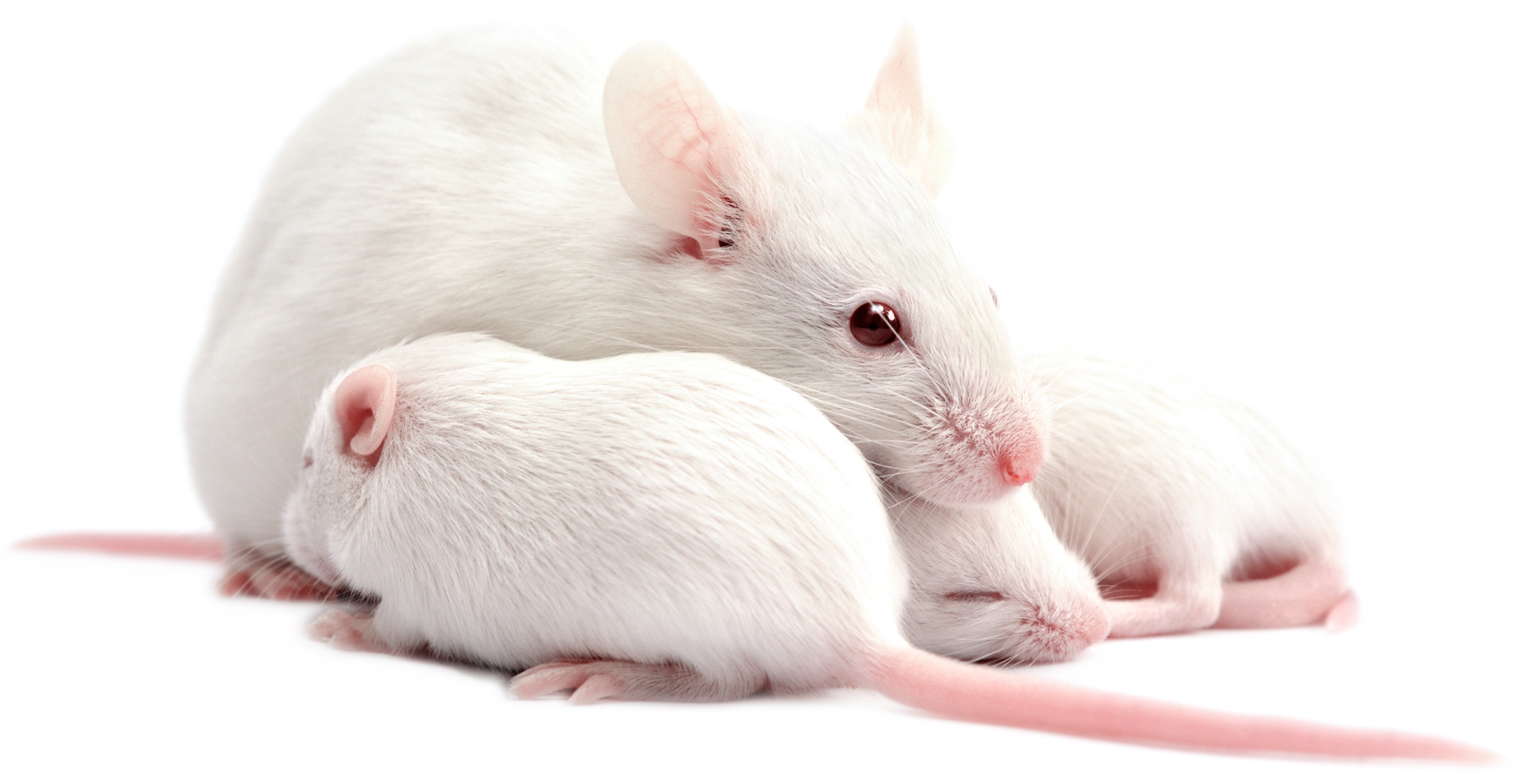 лабораторные мыши