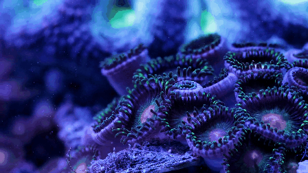 Невероятная красота кораллового рифа в ускоренной съемке