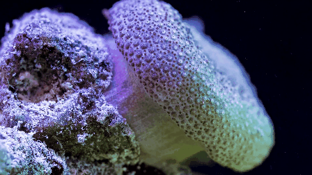 Невероятная красота кораллового рифа в ускоренной съемке
