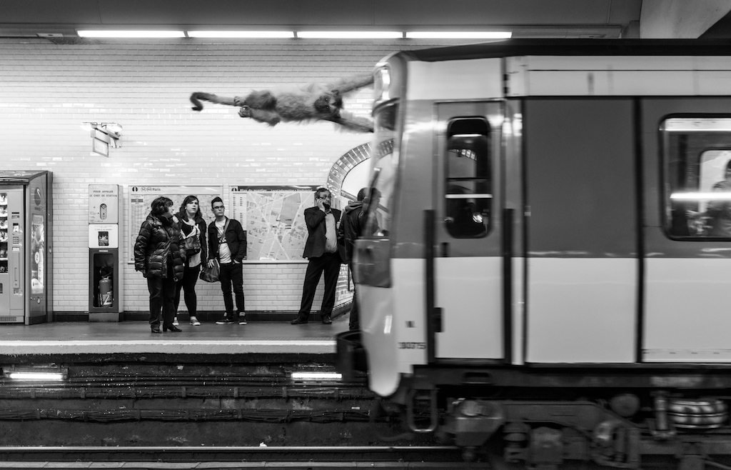 фотосессия животных в парижском метро Томас Сабтил (Thomas Subtil) и Кларисса Реботьер (Clarisse Rebotier)