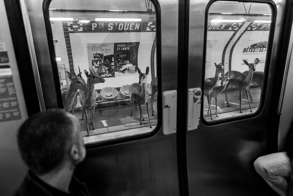 фотосессия животных в парижском метро Томас Сабтил (Thomas Subtil) и Кларисса Реботьер (Clarisse Rebotier)